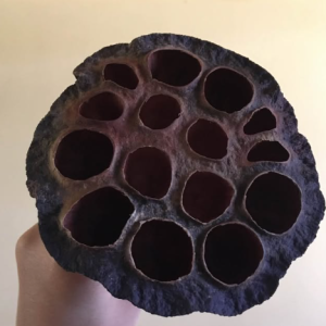 Natural Lotus Seed Pod | 500 Per Box Natural Lotus Seed Pod | 500 Per Box